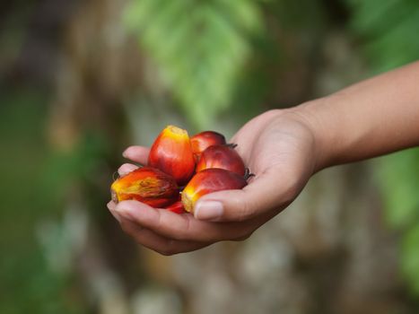 Asian girl holding a bunch of fresh harvested oil palm fruits in Malaysia
