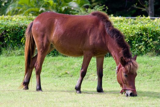 Little horse eat the grass