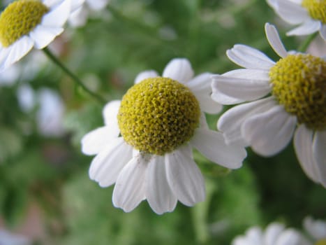 Three chamomiles against greens