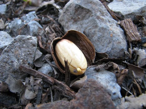 The revealed acorn lies among stones