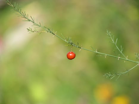 One red berry on a branch