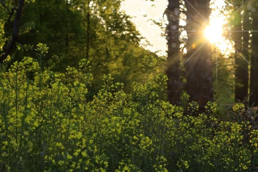 Yellow flower fields at sunset in spring.