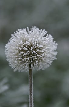 Frozen flower photographed up close.