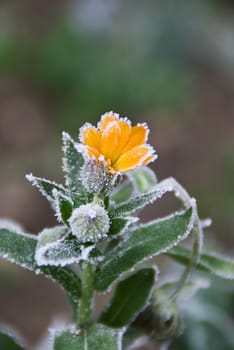 Frozen flower in their natural environment. Macro.