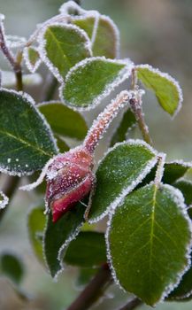 Frozen flower Rose photographed up close.