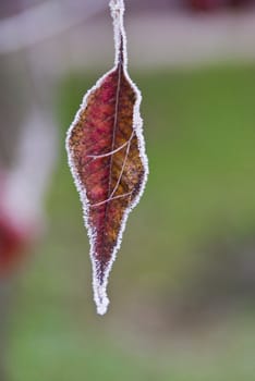 Frozen leaf photographed alone, macro. Very colorful.