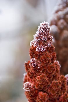 One frozen flower which is made of many tiny flowers. Red. Macro.