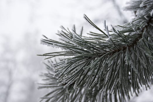 Frozen tree, photographed up close. Macro.