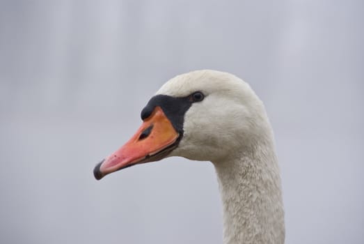 Beautiful swan photographed up close. In their natural environment.