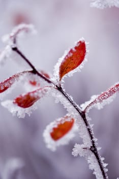 Red tree covered with ice and snow, photographed up close. Macro.