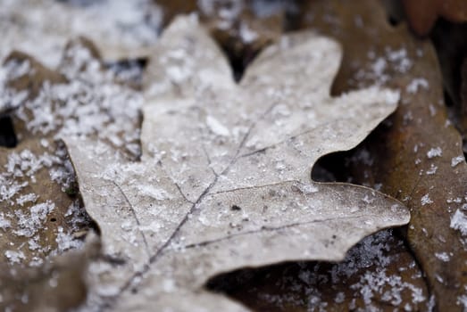 Dry leaf covered with snowflakes.