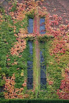 Virginia Creeper at chapel wall in autumn colors.