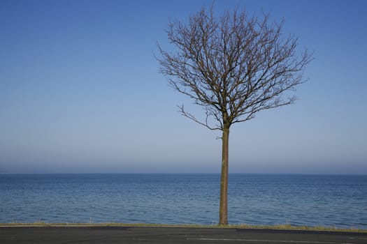 Lonely tree by the sea - Denmark.