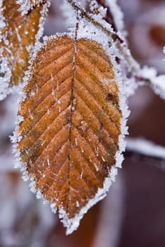 Frozen leaf photographed up close. Macro. Dry.