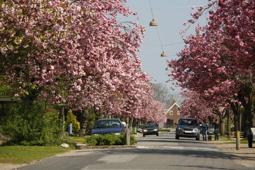 Prunus yedoensis or Japanese cherry trees in full bloom - residential area - Denmark.