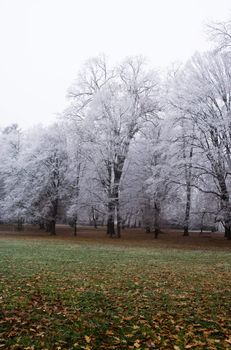 Frozen wood and green meadow.