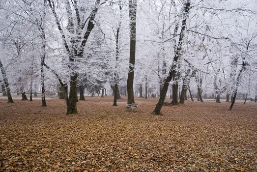 Frozen wood. Trees are frozen and leafs on the ground are dry and colorful.