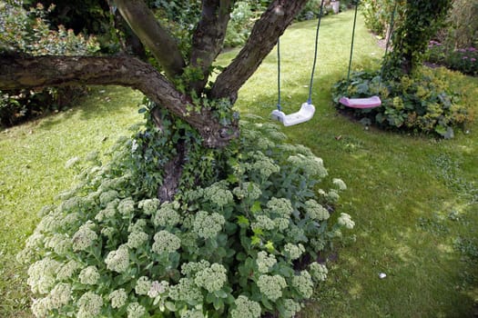 Old Danish country garden with Sedum Telephium Herbstfreude and swings for the children.