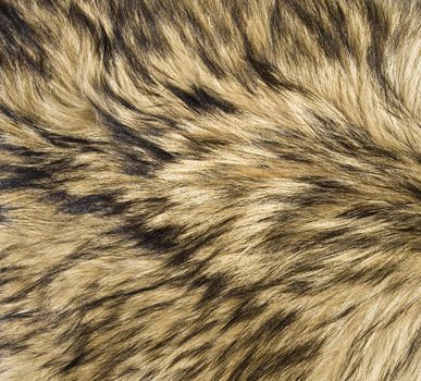 The fur of a wild gray wolf to use for a texture