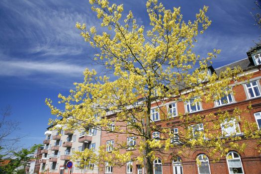 Old urban apartment buildings at springtime Denmark.