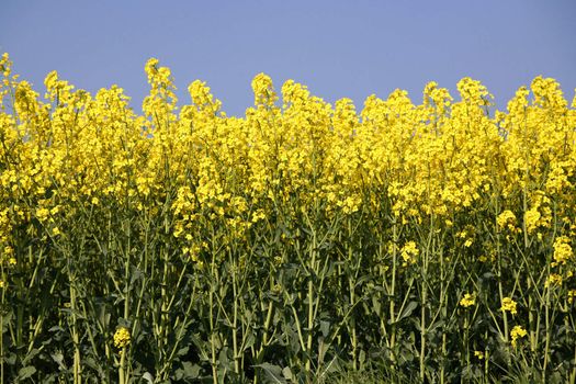 Oilseed rape.