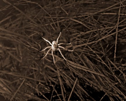 spider amongst herbs