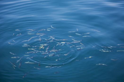 A shoal of small fish just below the surface of the Adriatic Sea, Croatia.