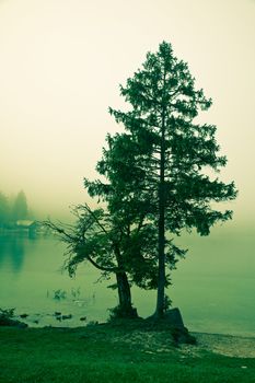 Tranquil and misty morning by Lake Bohinj - Slovenia. Cross processed.