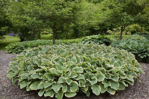 Bed of different sorts of Hosta in Culture Botanical Garden Odense, Denmark.