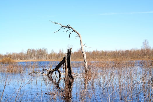 flood in old wood