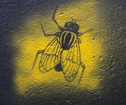 Graffiti fly on the wall. Vandalism in Svendborg, Denmark.