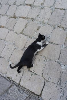 Black Croatian cat climbing a steep wall - Dubrovnik.