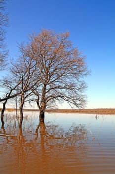 flood in wood