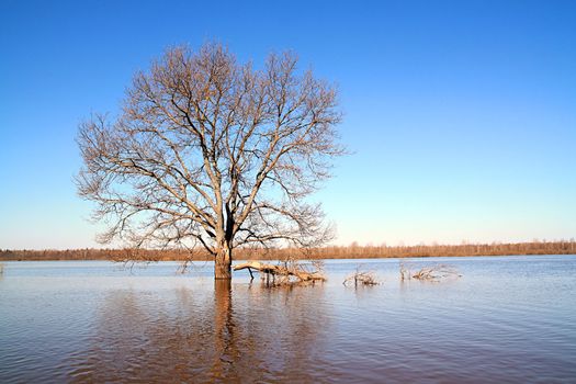 flood in wood