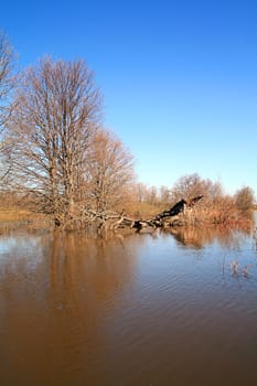 flood in wood