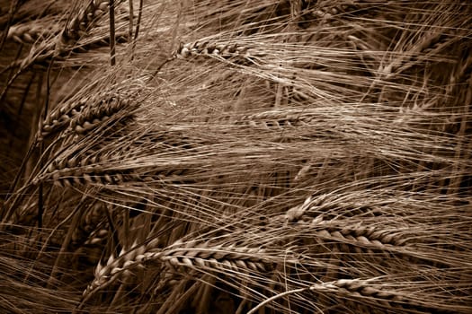 wheat field in the wind