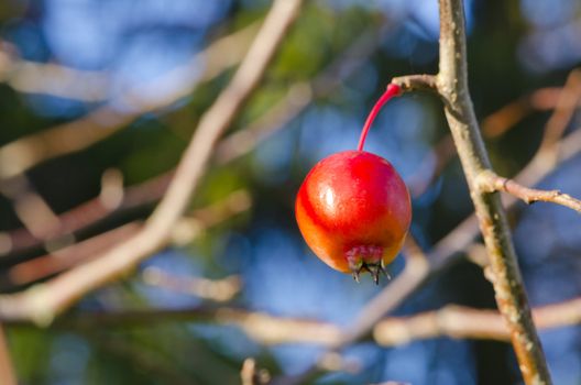 Small red apple hanging on apple tree branche. Poor ripe fruit.