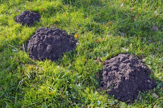 Moles dig mole-hills in meadow. Parasitic animals digging ground.