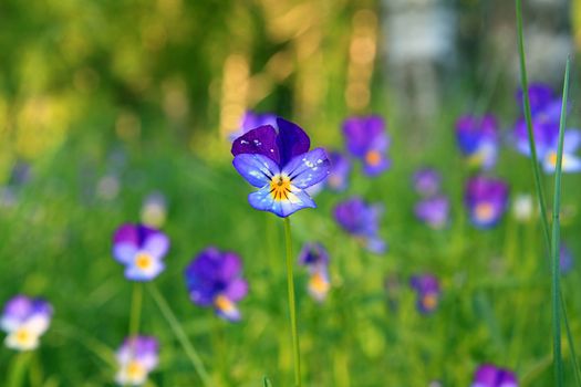 violets on field