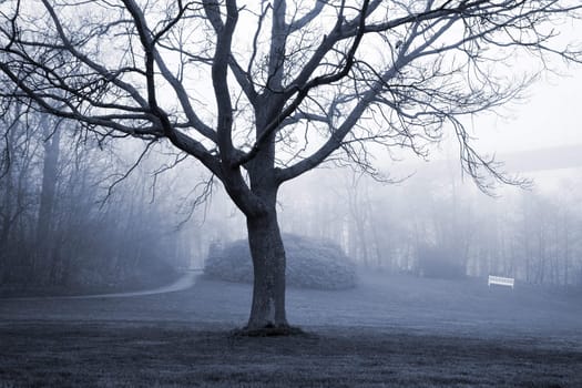 Winter tree on a foggy morning in the park - Svendborg, Denmark.