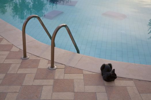 An early morning in Italy  - black cat by the swimmingpool.