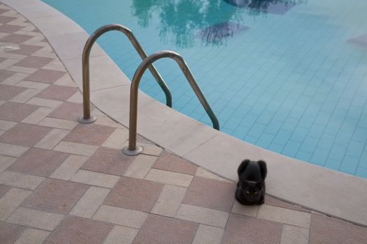 An early morning  -  black cat watching you  by an Italian swimmingpool.