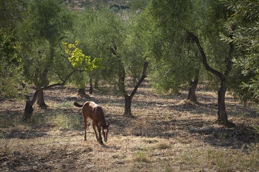 Foal walking around in an olive grove - Apulia, Italy.