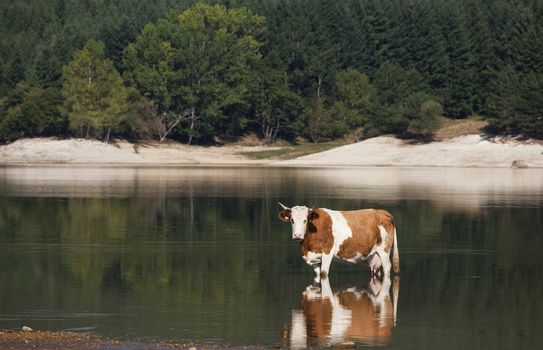 Italian cow cooling the legs on a hot September day.