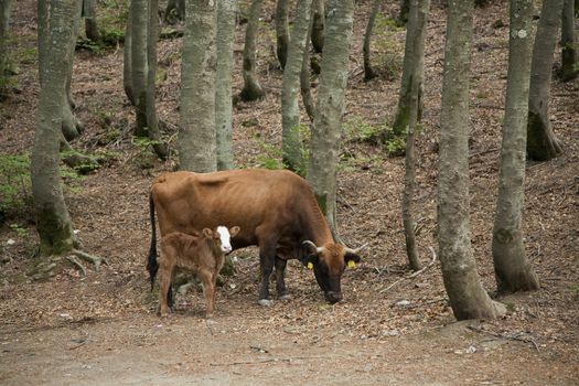 Cow with calf walking around in the woods near the peak of Montalto in the region of Basilicata, Italy