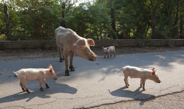 Sow with piglets in freedom on a country road in the region of Basilicata, Italy.