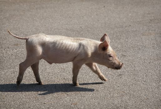 Piglet in freedom on a country road in the region of Basilicata, Italy.