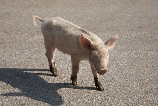 Curious piglet in freedom on a country road in the region of Basilicata, Italy.