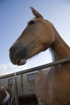Beautiful Italian mare in pen - the region of Basilicata, Italy.