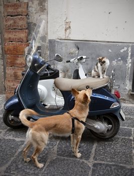 A cat and a dog looking very interested in each other. Seen in an Italian alley.